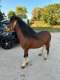 Pony