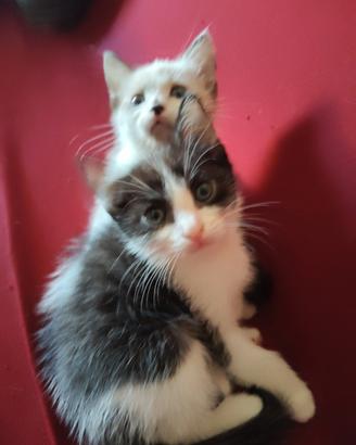 Gattina di quasi 2 mesi