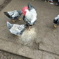 Galline ornamentali robusta maculata