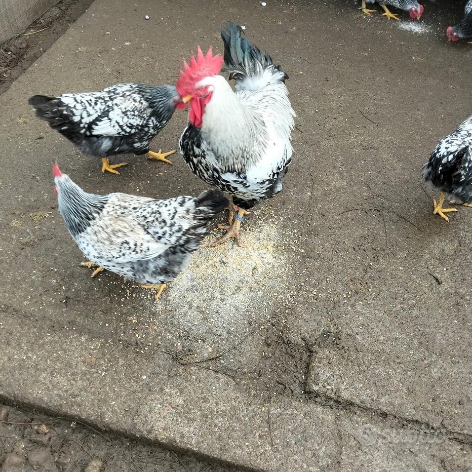 Sviluppo Delle Uova Di Gallina