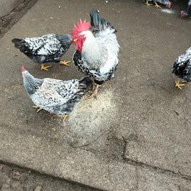 Galline ornamentali robusta maculata