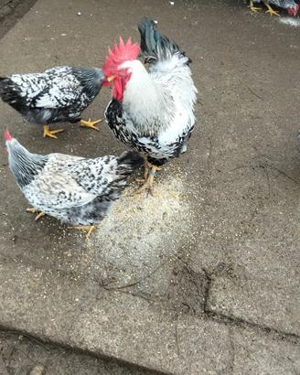 Galline ornamentali robusta maculata