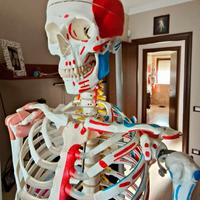 Scheletro 3B Scientific