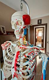 Scheletro 3B Scientific