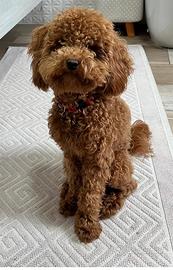 ? Barboncino Toy 2 Anni