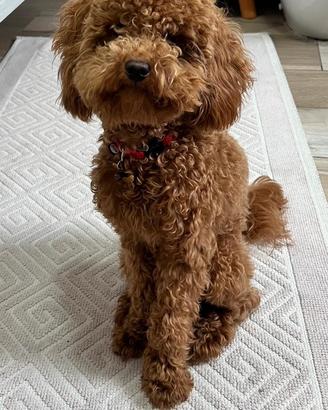 ? Barboncino Toy 2 Anni