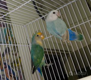 Coppia di inseparabili