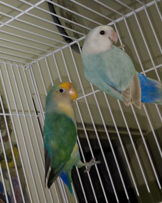 Coppia di inseparabili