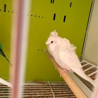 Cocorita hagoromo maschio