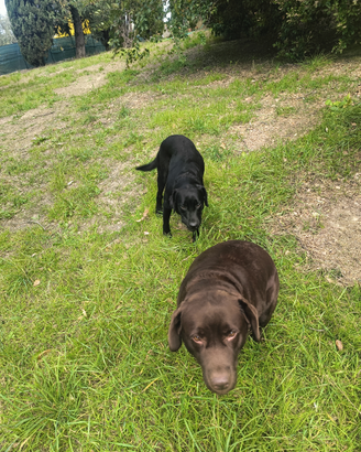 Labrador retriever