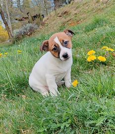 Cucciolo di Jack russell