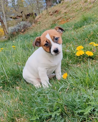 Cucciolo di Jack russell