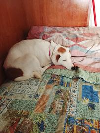 jeck Russel terrier Puro 