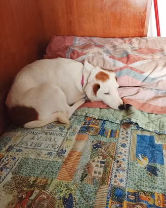 jeck Russel terrier Puro 