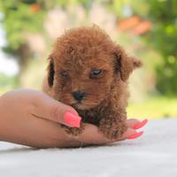 Cucciolo di Barboncino