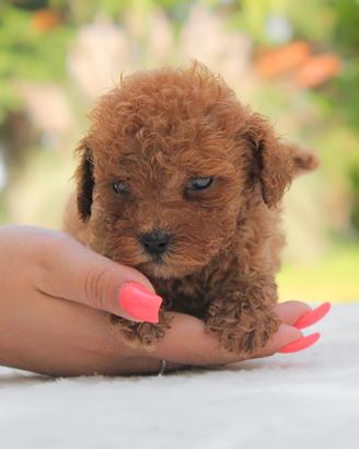 Cucciolo di Barboncino