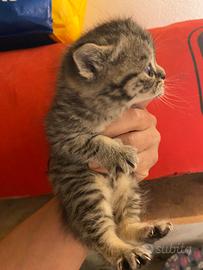 Gattini Scottish straight