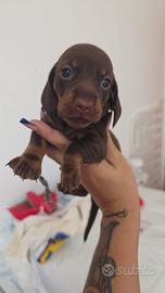 Cuccioli bassotto
