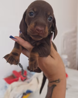 Cuccioli bassotto