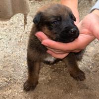 Pastore tedesco-belga