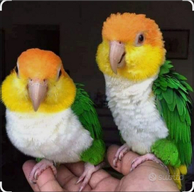 Coppia caicco testa arancio