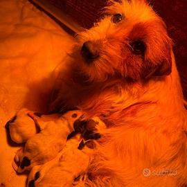 Jack Russell Terrier