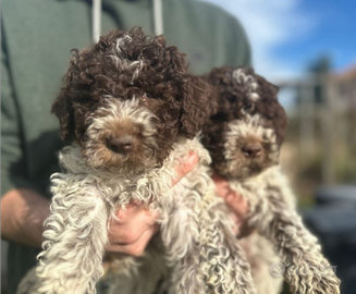 Cuccioli di lagotto romagnolo con pedigree roi