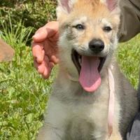 Cuccioli Cane Lupo Cecoslovacco