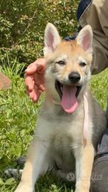 Cuccioli Cane Lupo Cecoslovacco
