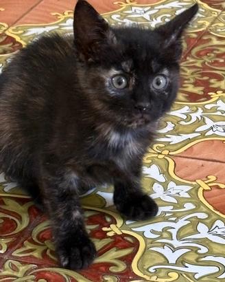 Regalasi gattini