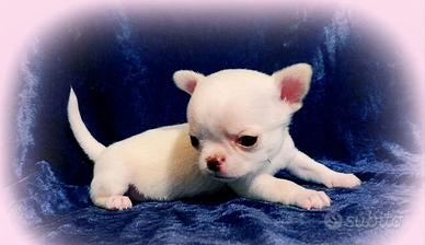 Piccoli chihuahua pedigree Enci