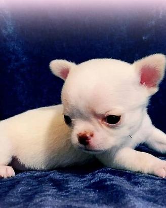 Piccoli chihuahua pedigree Enci