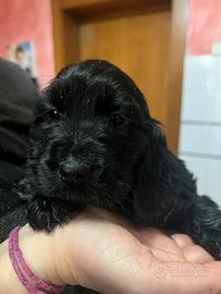Stupendo cucciolo cocker