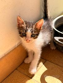 Gatti europei