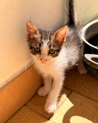 Gatti europei