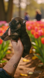 Spitz pomerania pedigree ENCI