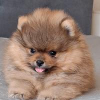 Cuccioli Pomerania