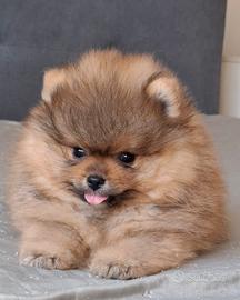 Cuccioli Pomerania