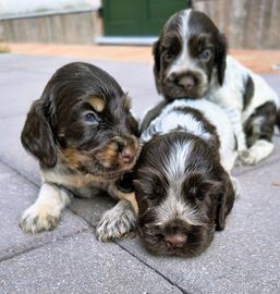 Cocker