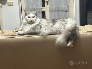 Gatto razza Maine Coon