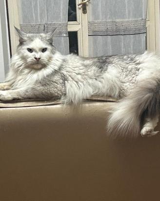 Gatto razza Maine Coon