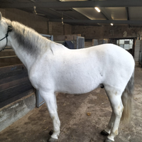 Cavallo crusado