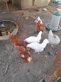 Galline ovaiole