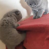 Cuccioli di gattini scottish straight e fold