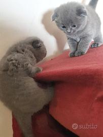 Cuccioli di gattini scottish straight e fold