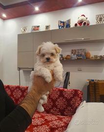 Maltese toy femminucce