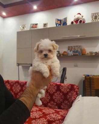 Maltese toy femminucce