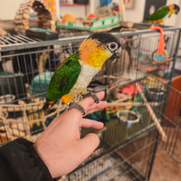 Pappagallo caicco testa nera allevato a mano