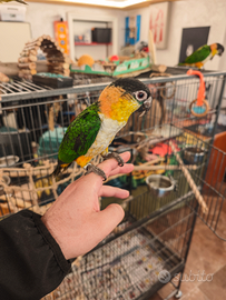 Pappagallo caicco testa nera allevato a mano