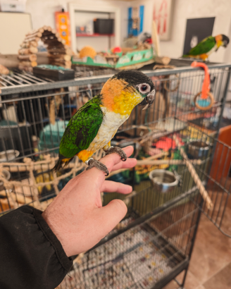 Pappagallo caicco testa nera allevato a mano